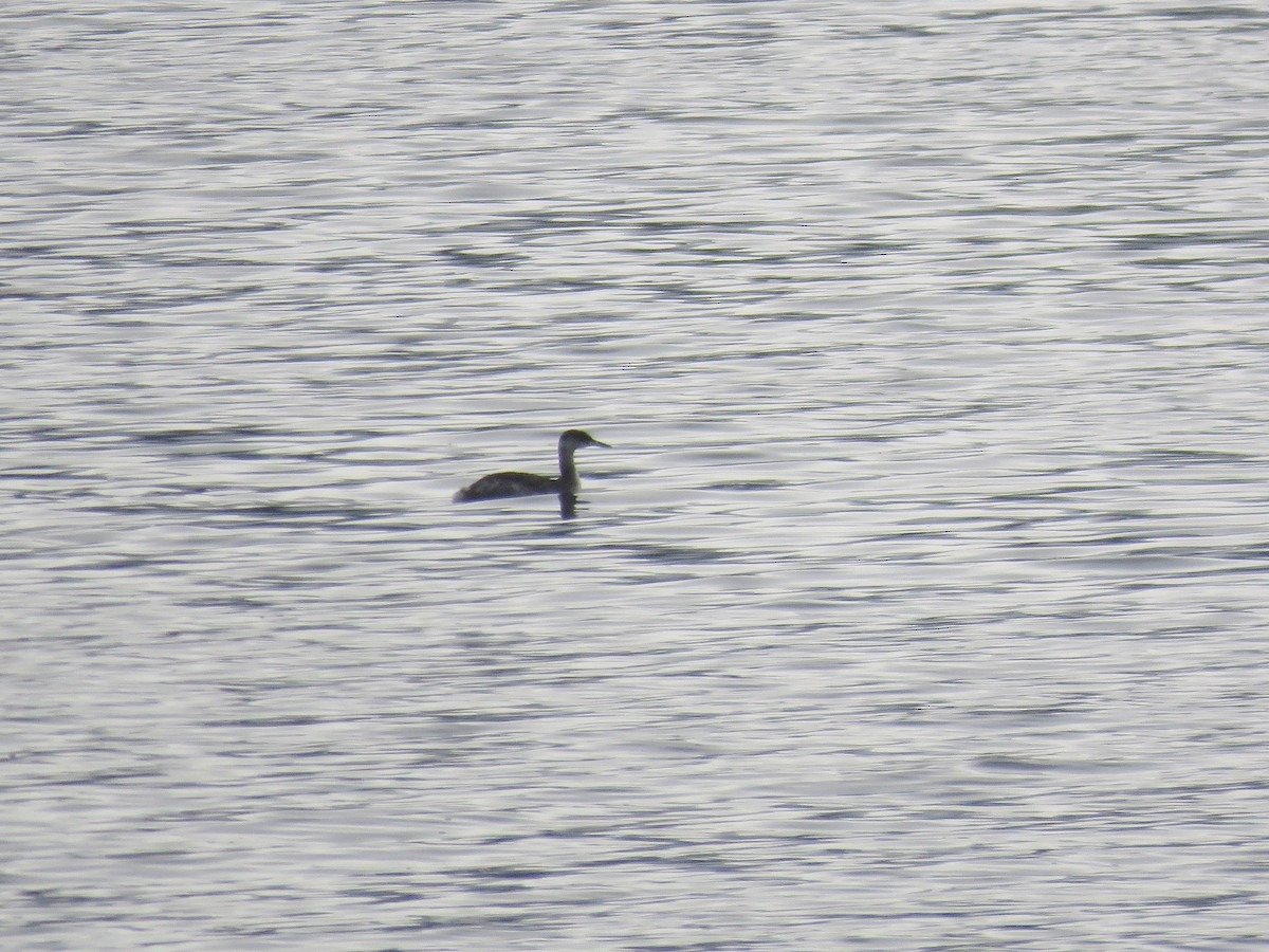 Red-necked Grebe - ML283553371
