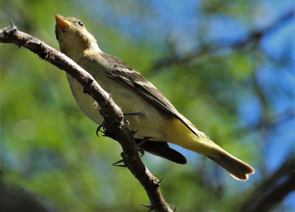 Western Tanager - ML283560611