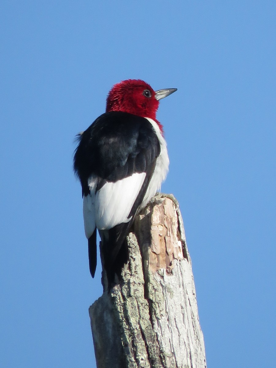Red-headed Woodpecker - Lloyd Davis