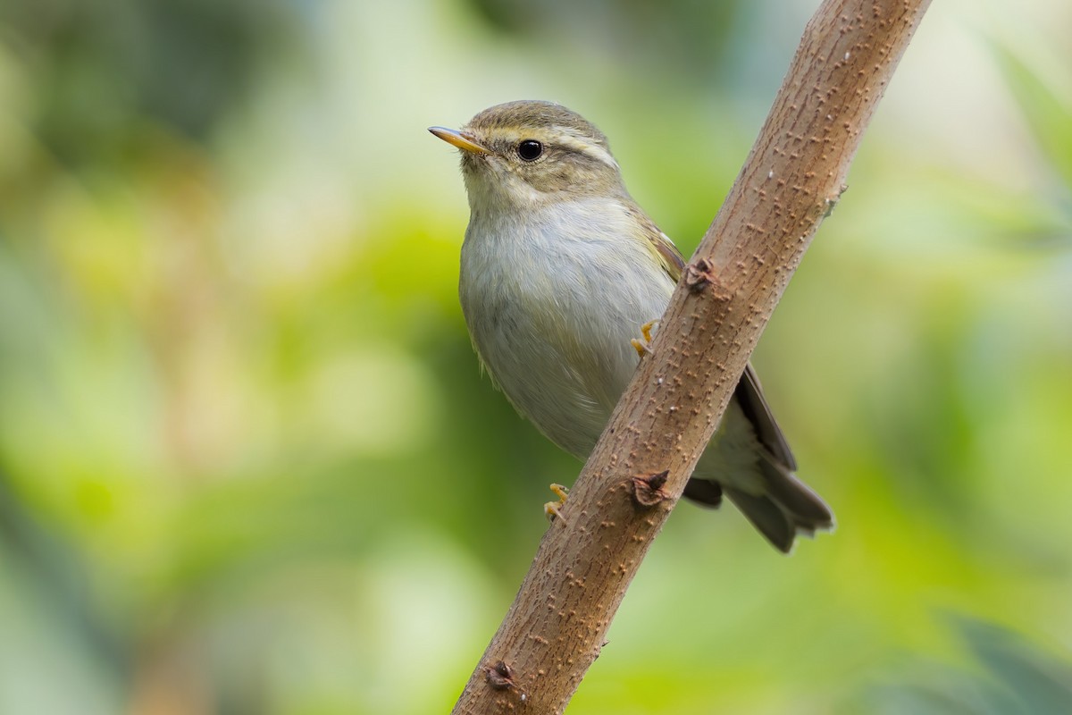 Yellow-browed Warbler - ML283564181