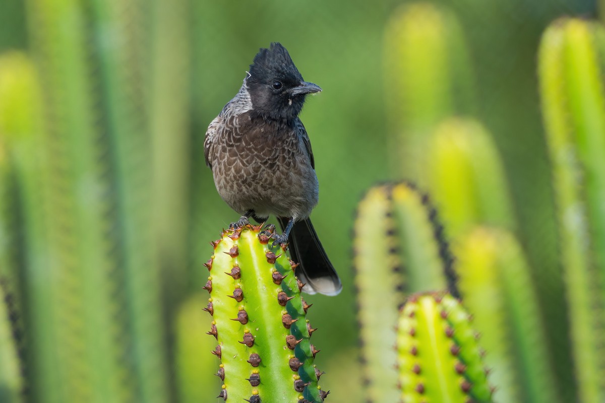 Red-vented Bulbul - ML283564331
