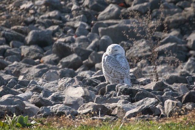 Snowy Owl