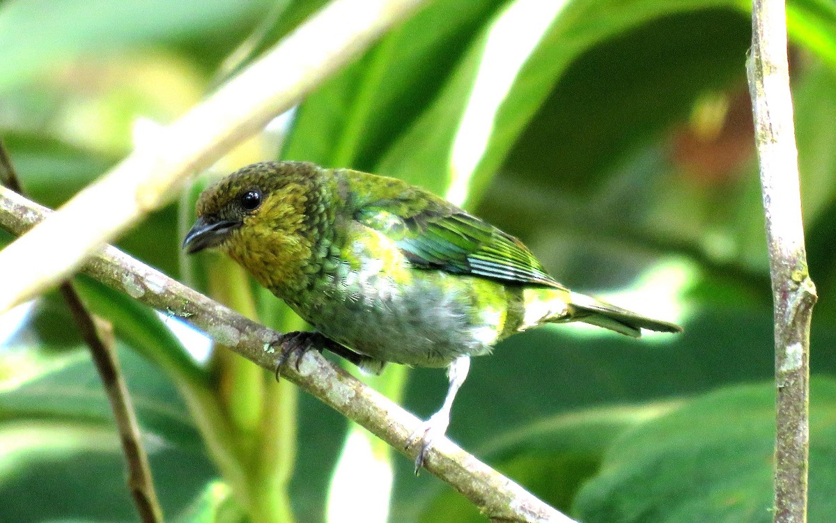 Silvery Tanager - ML28357081