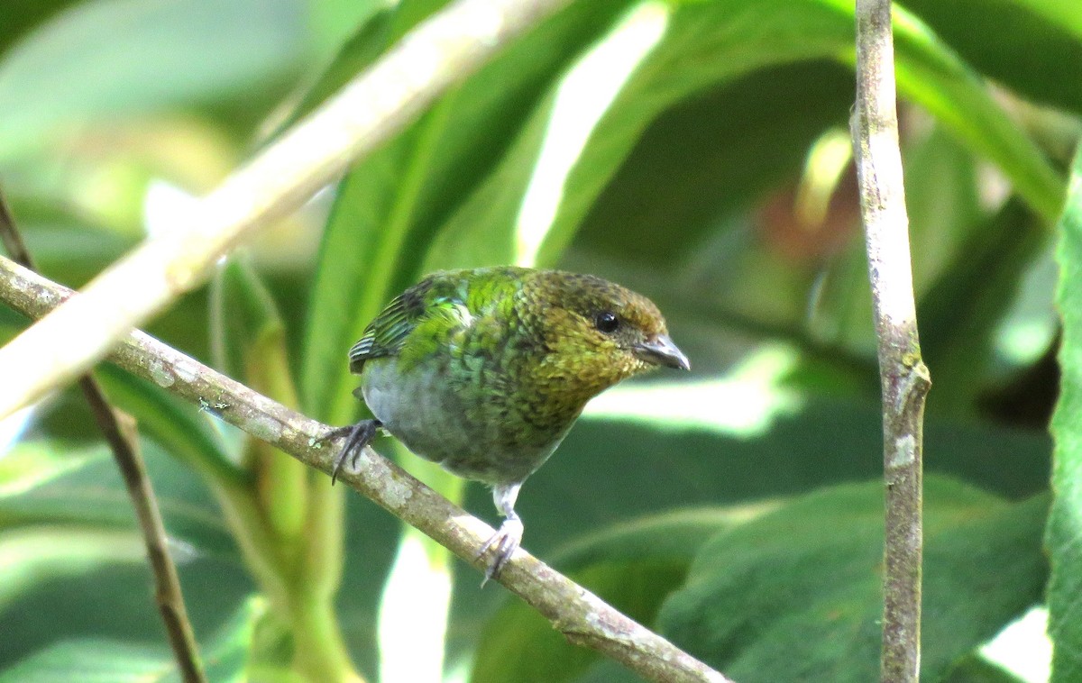 Silvery Tanager - ML28357281