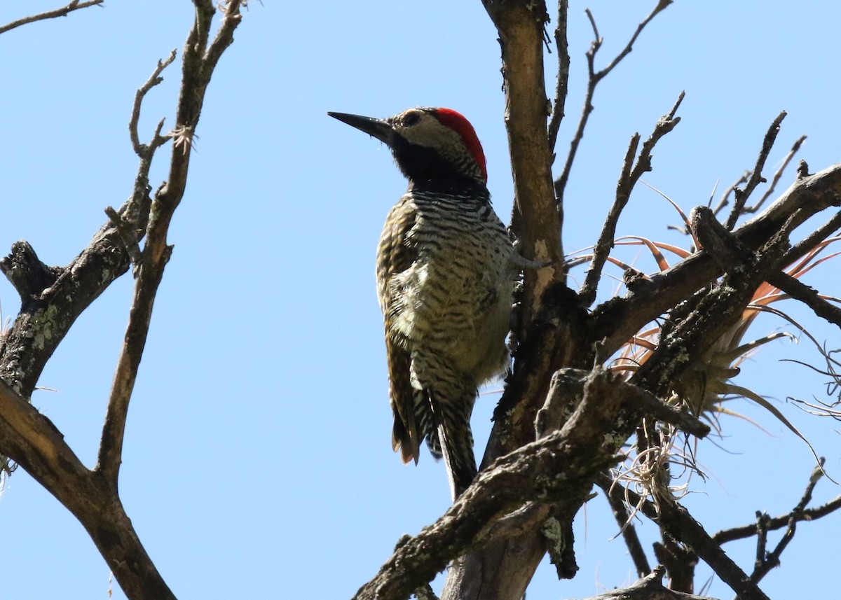 Black-necked Woodpecker - ML283574561