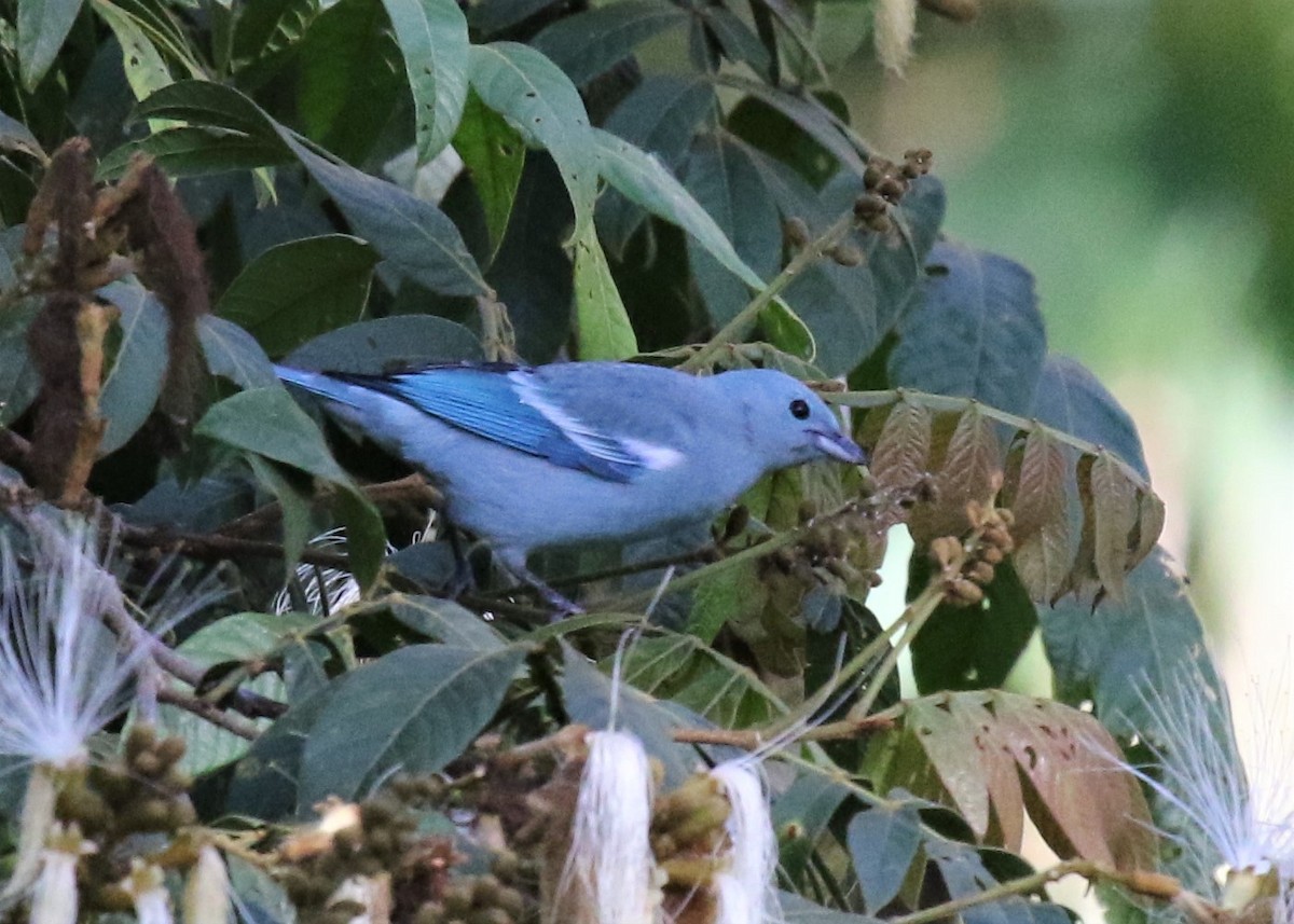 Blue-gray Tanager - ML283575711