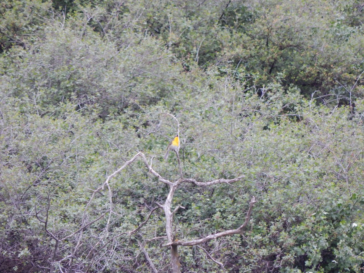 Yellow-breasted Chat - ML28357611