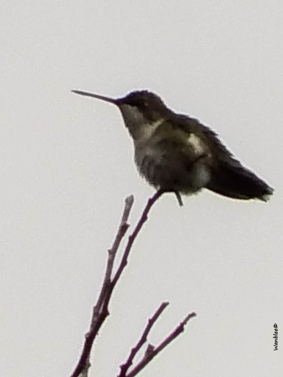 Ruby-throated Hummingbird - ML283576151