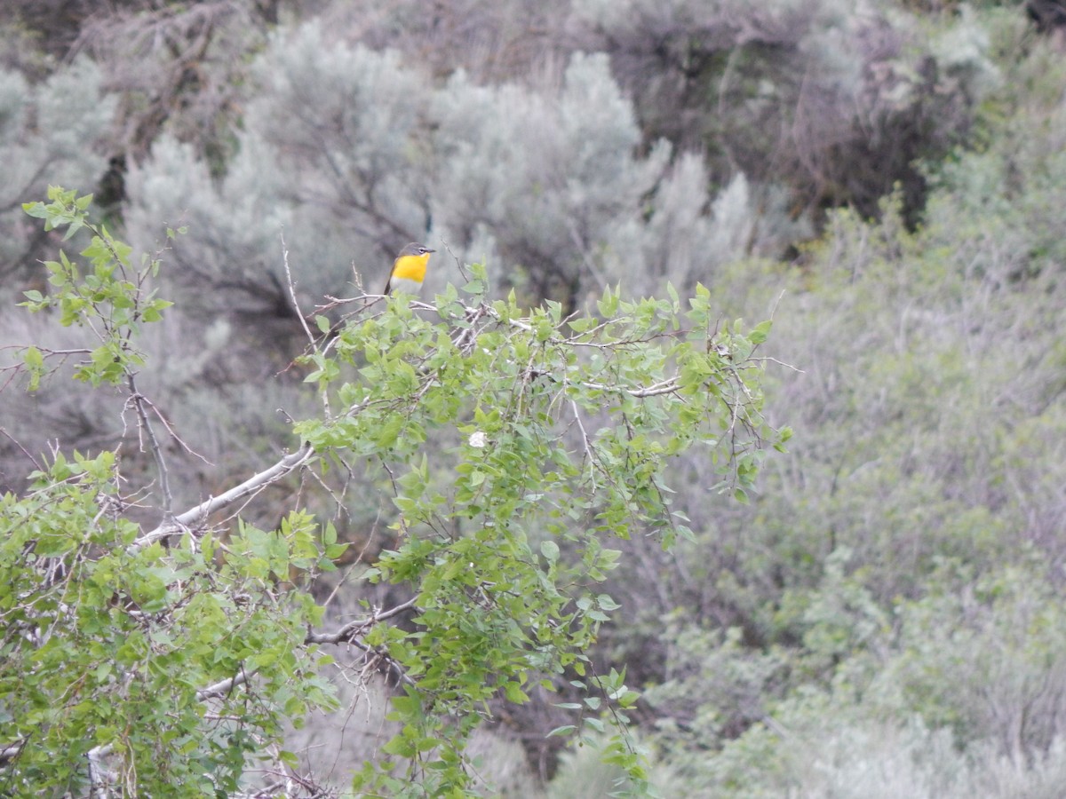 Yellow-breasted Chat - ML28357651