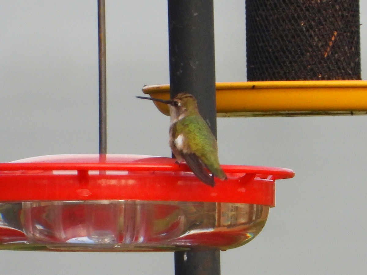 Black-chinned Hummingbird - ML283581281