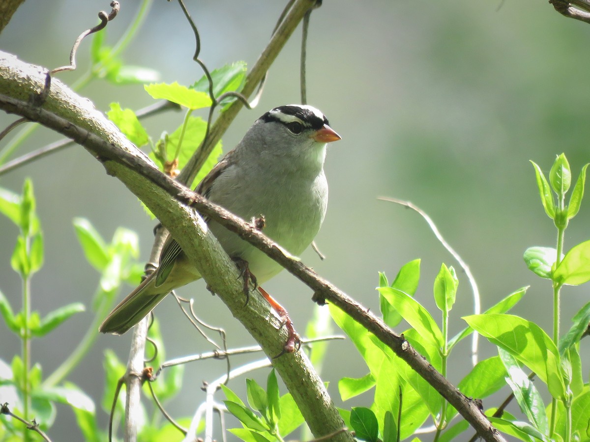 White-crowned Sparrow - Justin Lee
