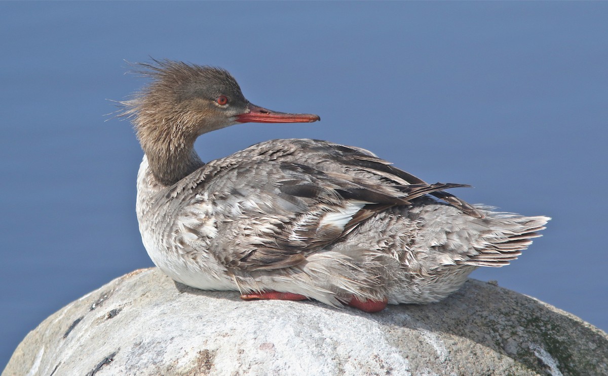 Red-breasted Merganser - Don Roberson