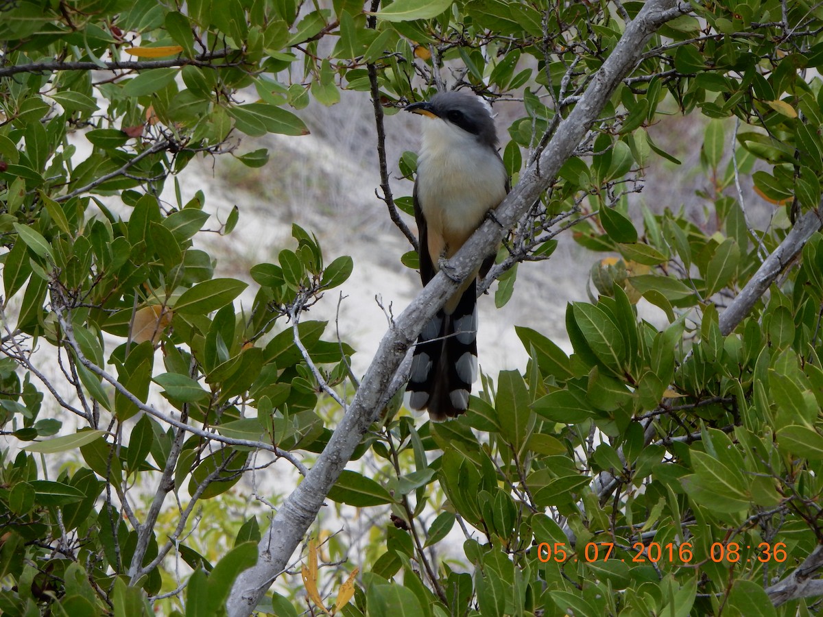 Mangrove Cuckoo - ML28359241