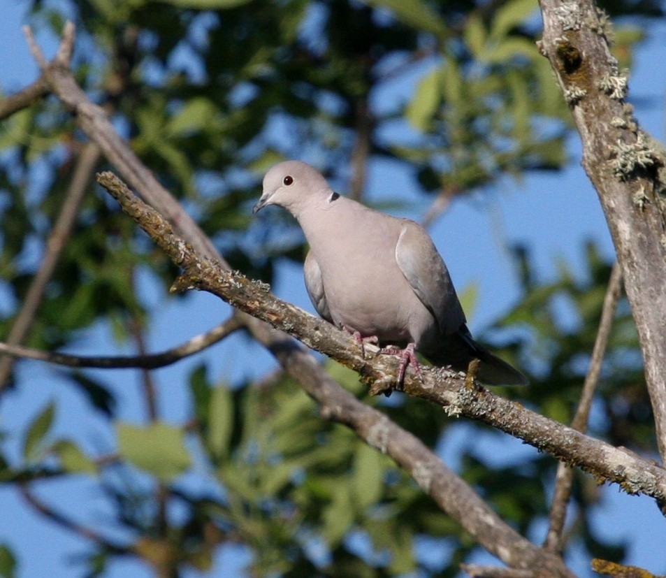 Eurasian Collared-Dove - ML28359411