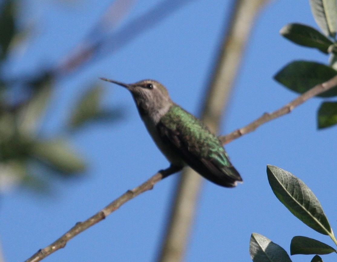 Anna's Hummingbird - ML28359541