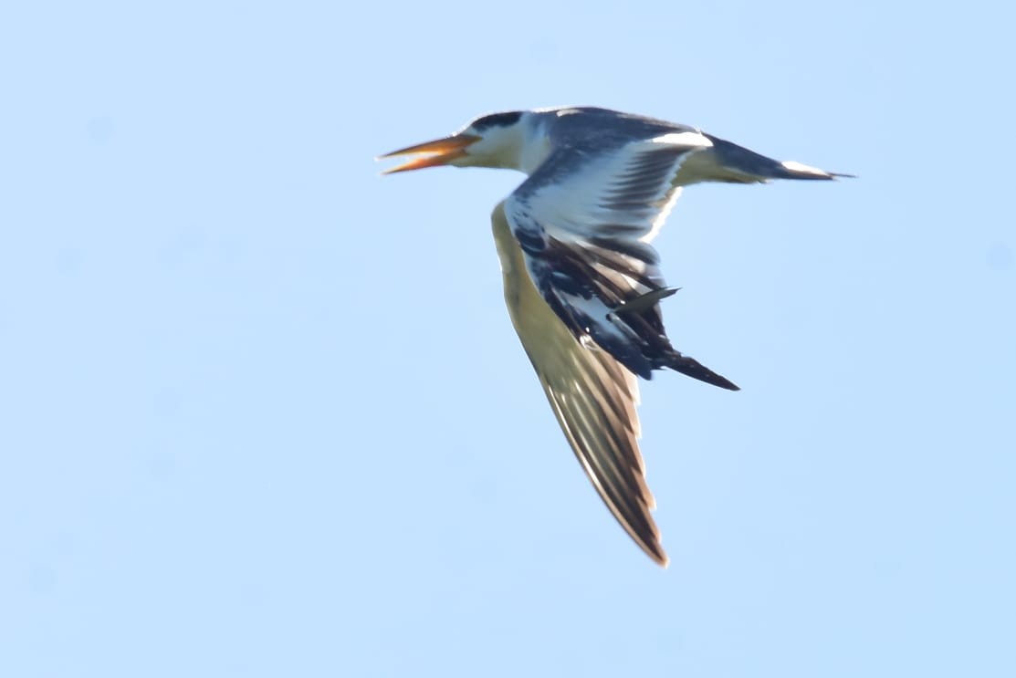 Large-billed Tern - Rafael Romagna