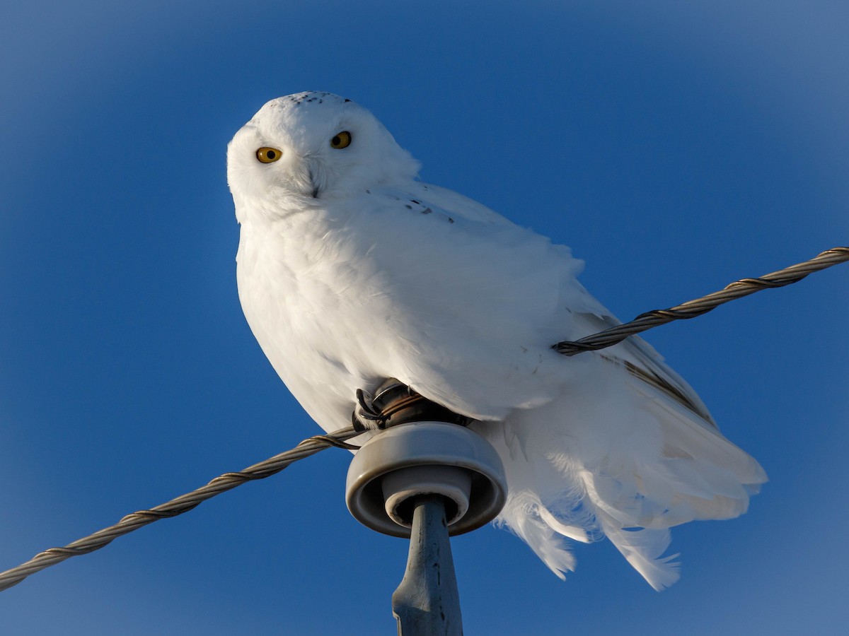 Snowy Owl - ML283600401