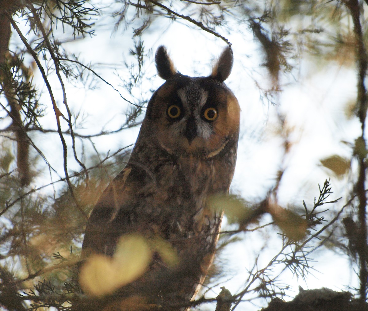 Long-eared Owl - Thomas Kelly