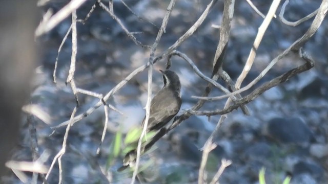 Black-eared Cuckoo - ML283602591