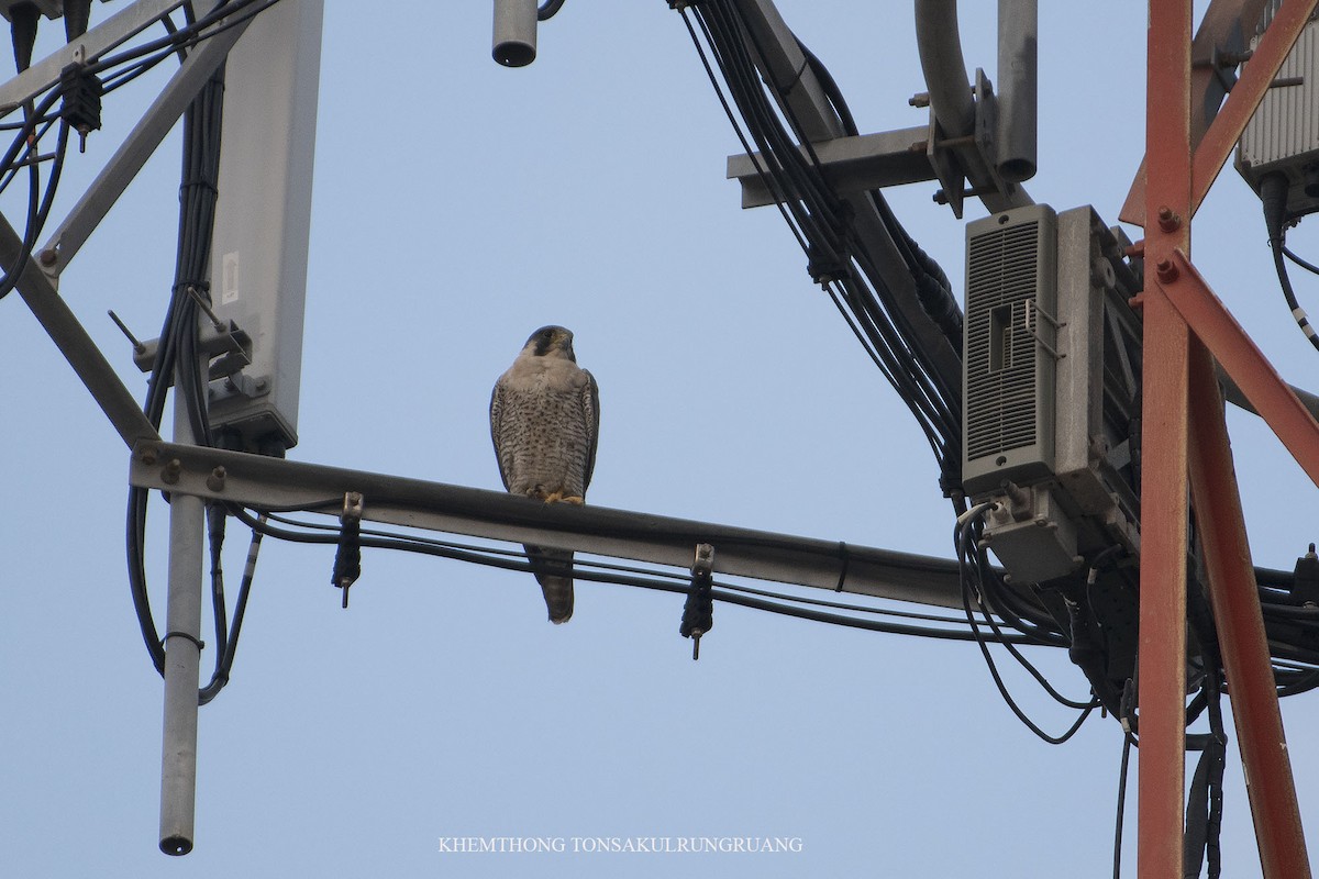 Peregrine Falcon (Eurasian) - ML283608691