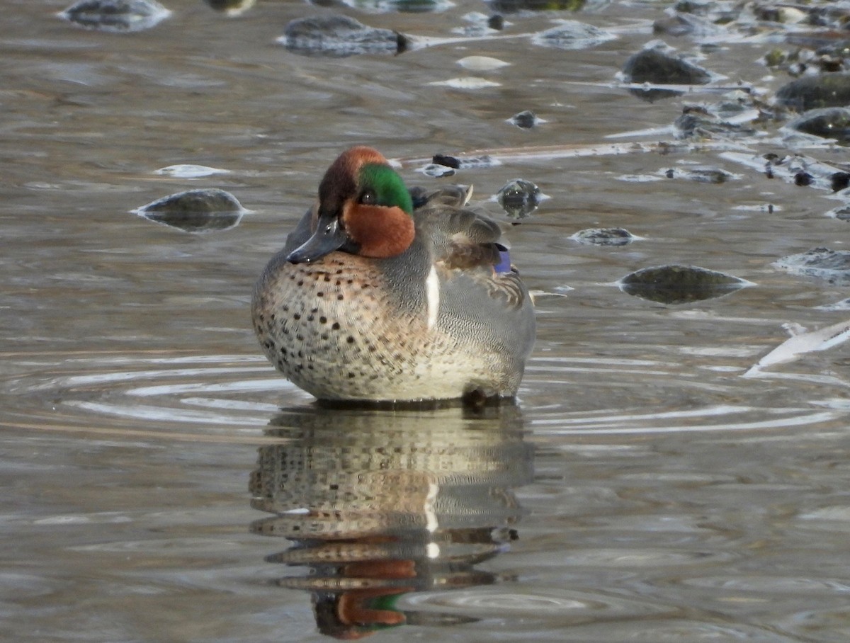 Green-winged Teal - ML283610501
