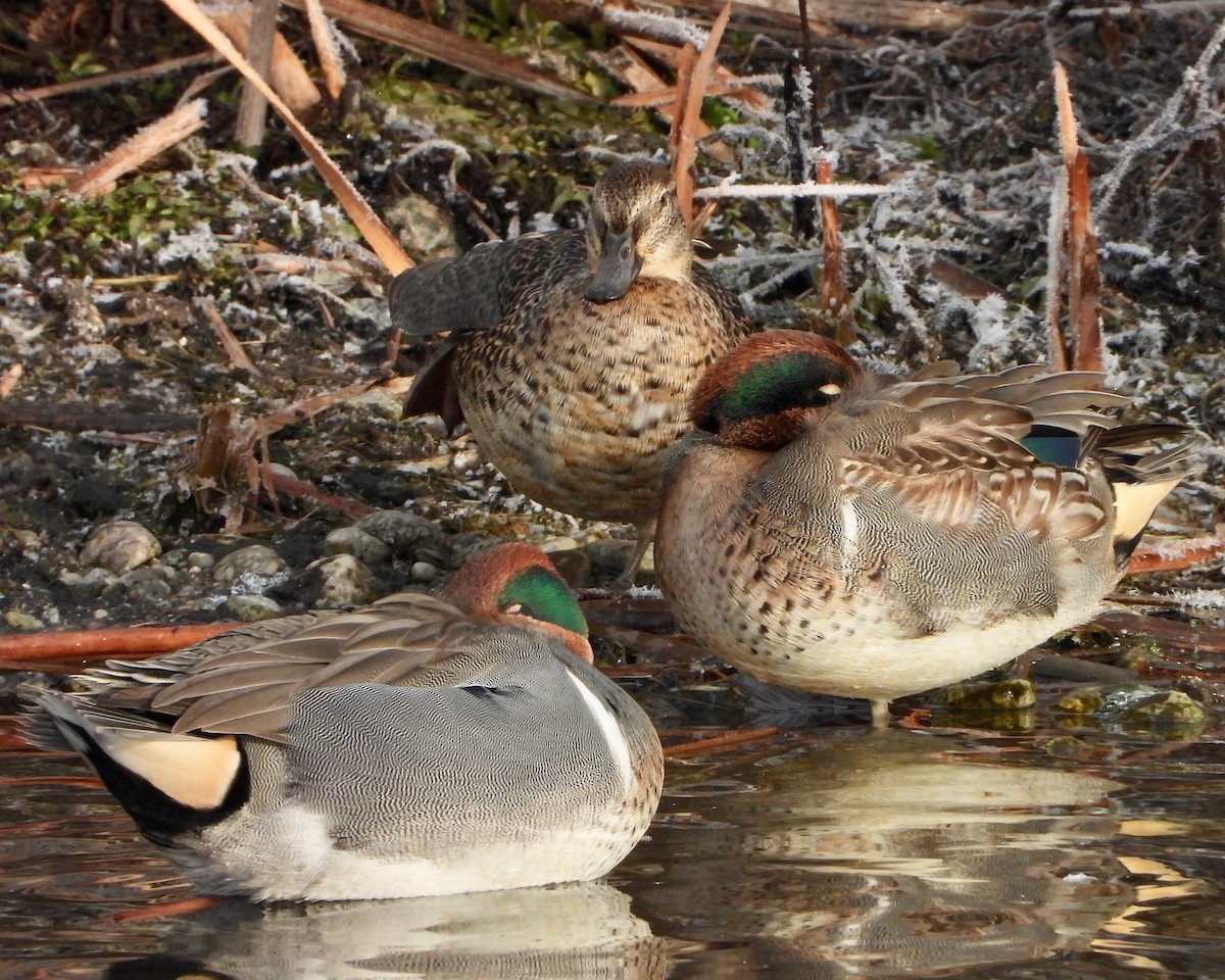 Green-winged Teal - ML283610551