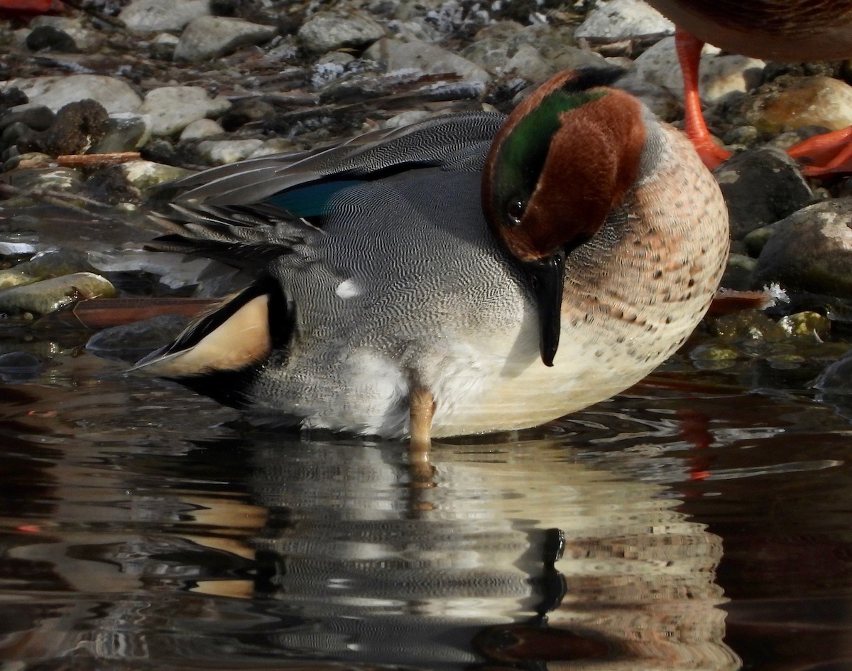 Green-winged Teal - ML283610631