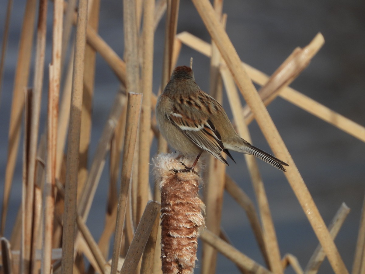 American Tree Sparrow - ML283611591