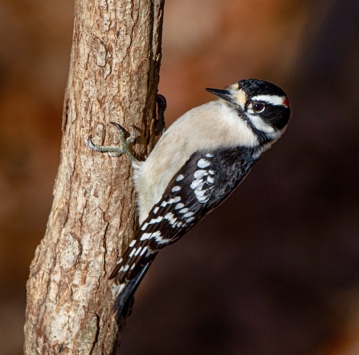 Downy Woodpecker - ML283611791