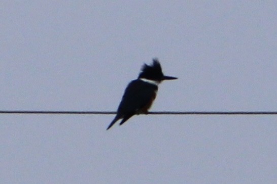 Belted Kingfisher - Susan Wood