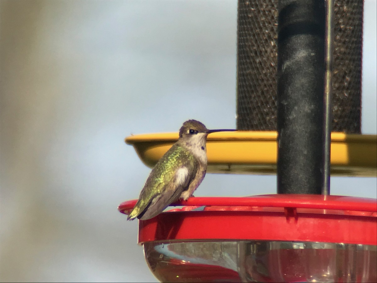 Black-chinned Hummingbird - ML283612491