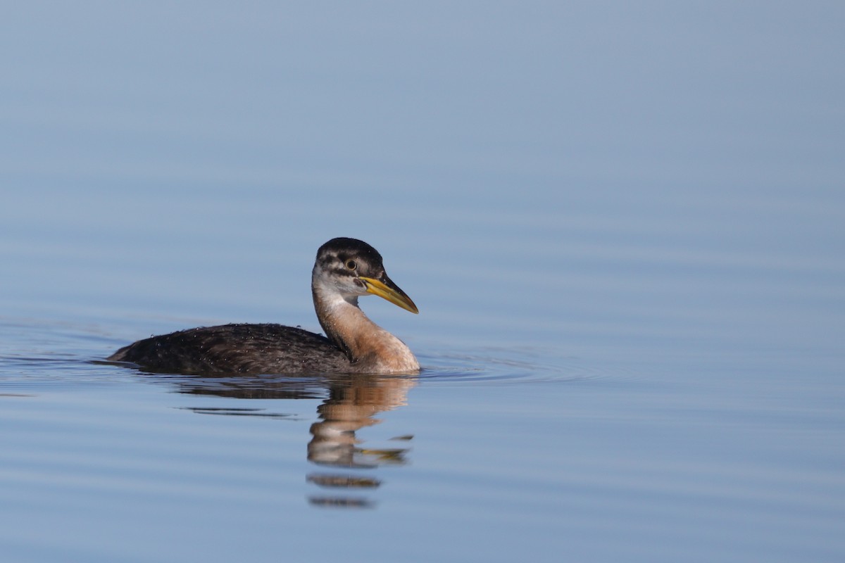 Red-necked Grebe - ML283612811