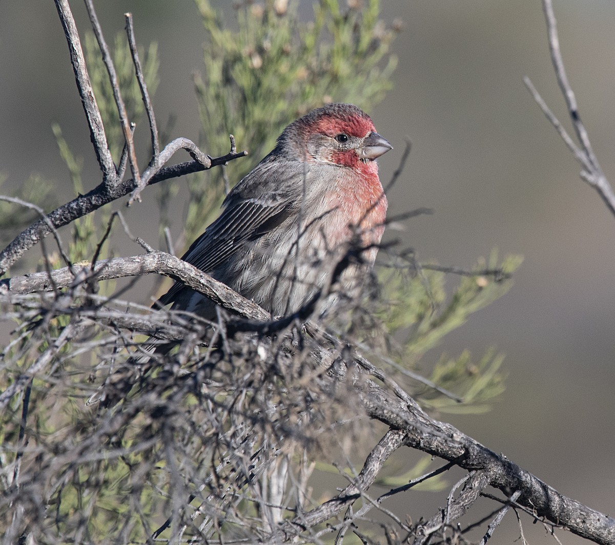 House Finch - Terry  Hurst