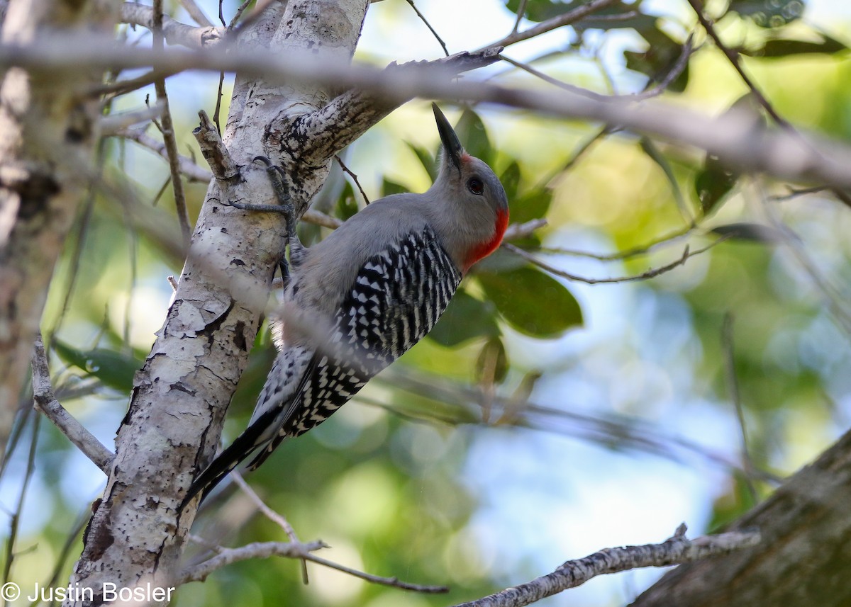 Red-bellied Woodpecker - ML283614251