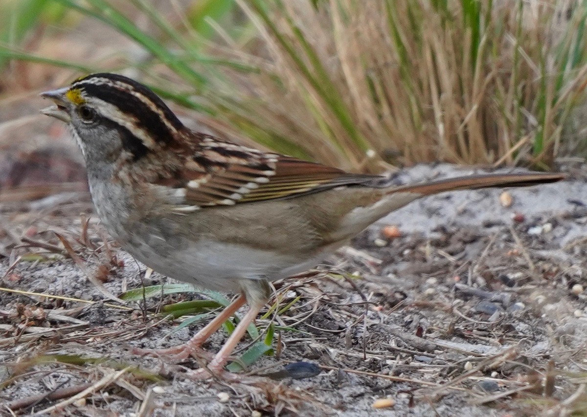White-throated Sparrow - Sibylle Hechtel