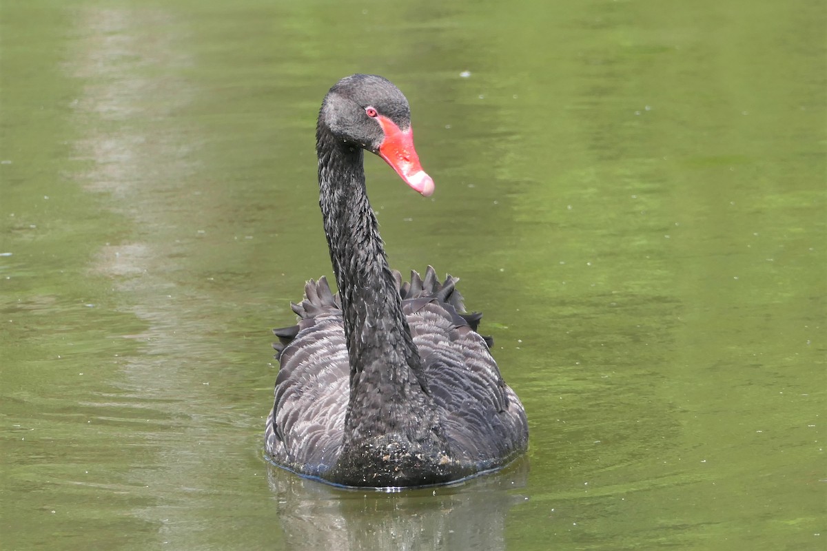 Black Swan - Ray Turnbull