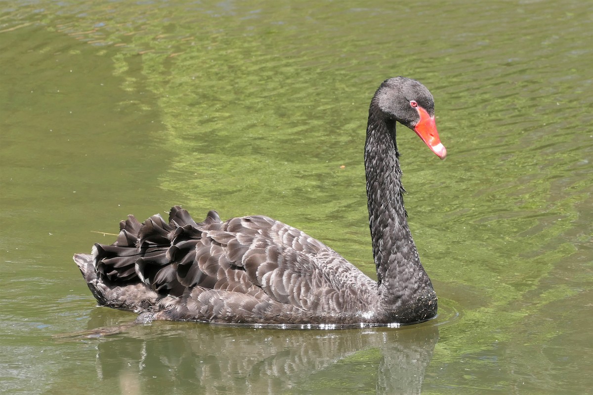 Black Swan - ML283615561