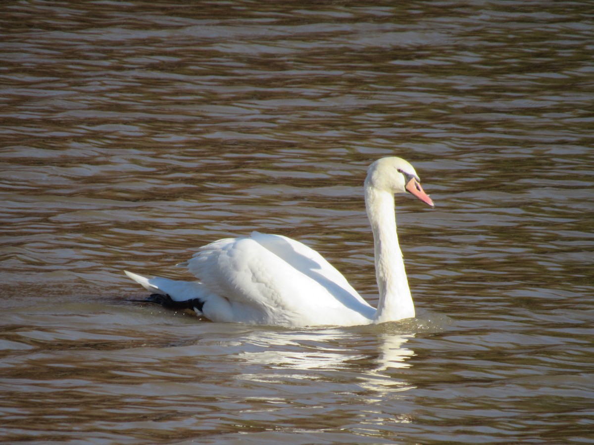 Mute Swan - Faridelle Bondar