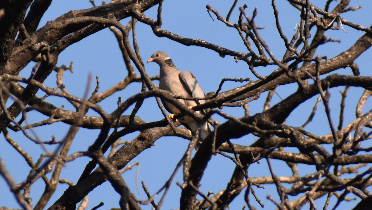Band-tailed Pigeon - Fernando Gomez