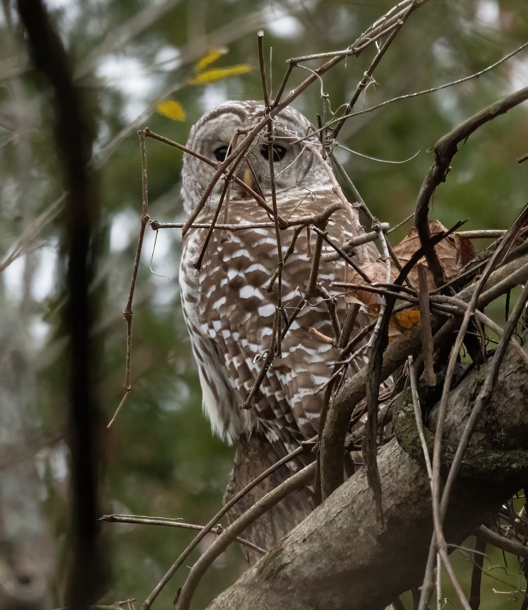 Barred Owl - ML283620611