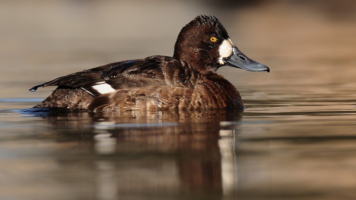 Greater/Lesser Scaup - ML283621971