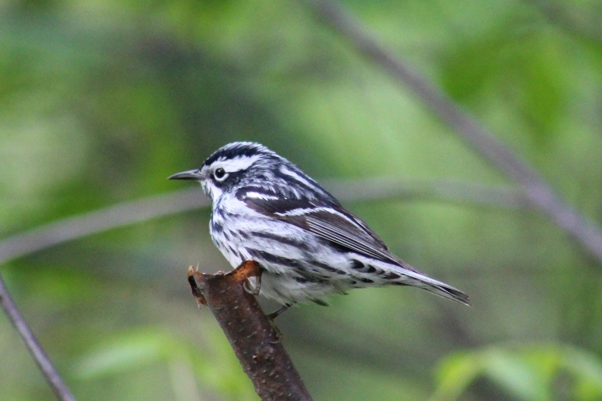 Black-and-white Warbler - ML28362461