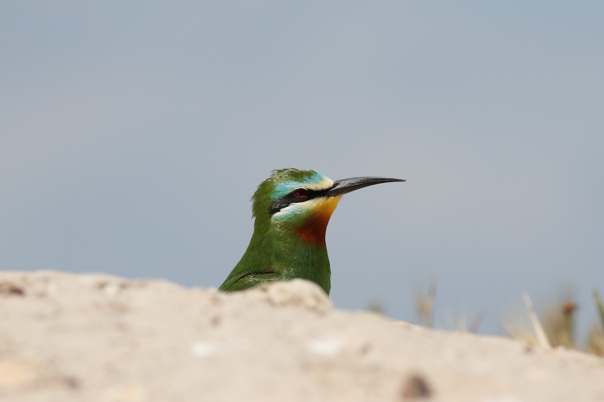 Blue-cheeked Bee-eater - ML28362501