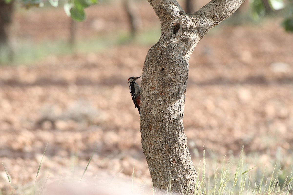 Syrian Woodpecker - ML28362761
