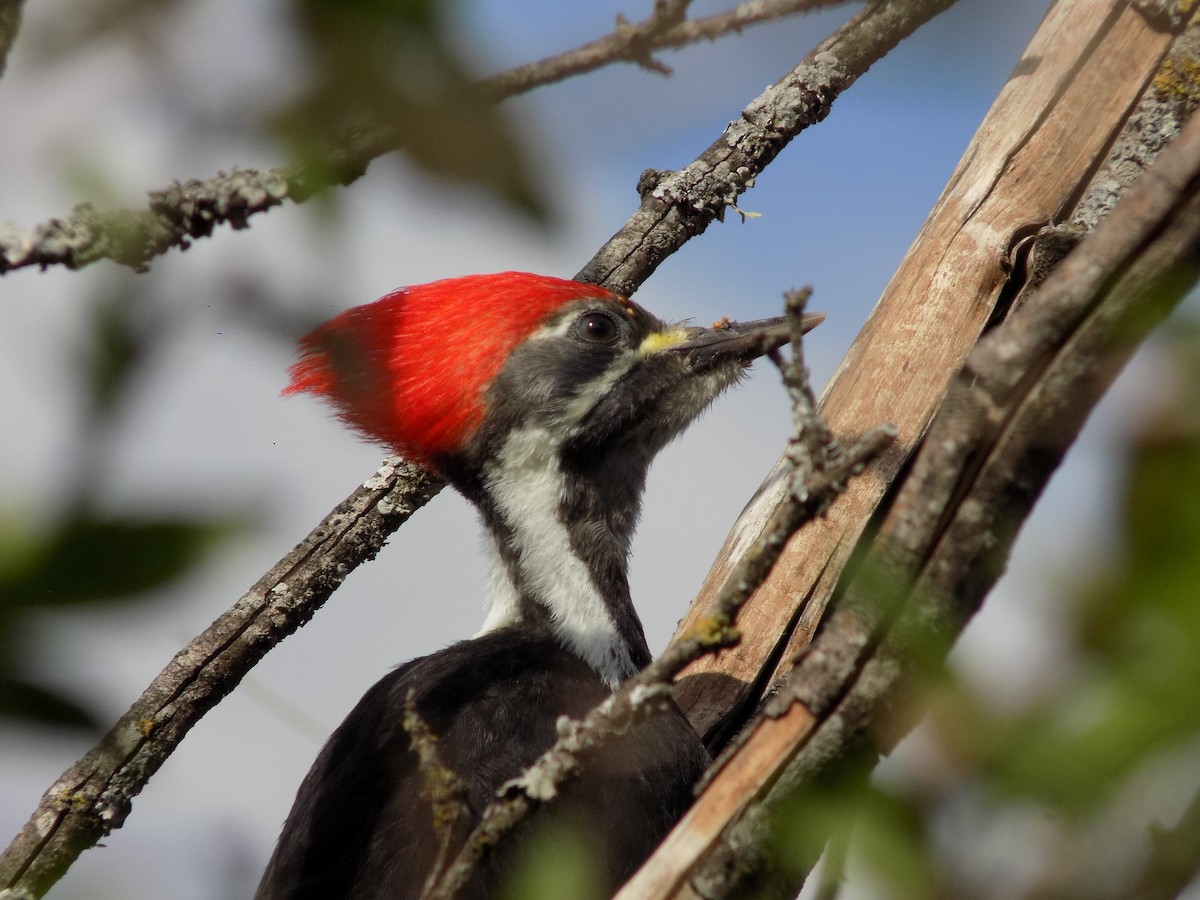 Black-bodied Woodpecker - ML283628971