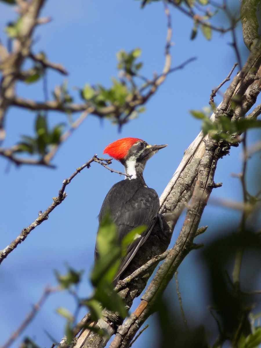 Black-bodied Woodpecker - ML283629141