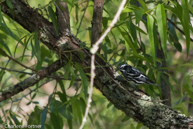 Black-and-white Warbler - ML28362951