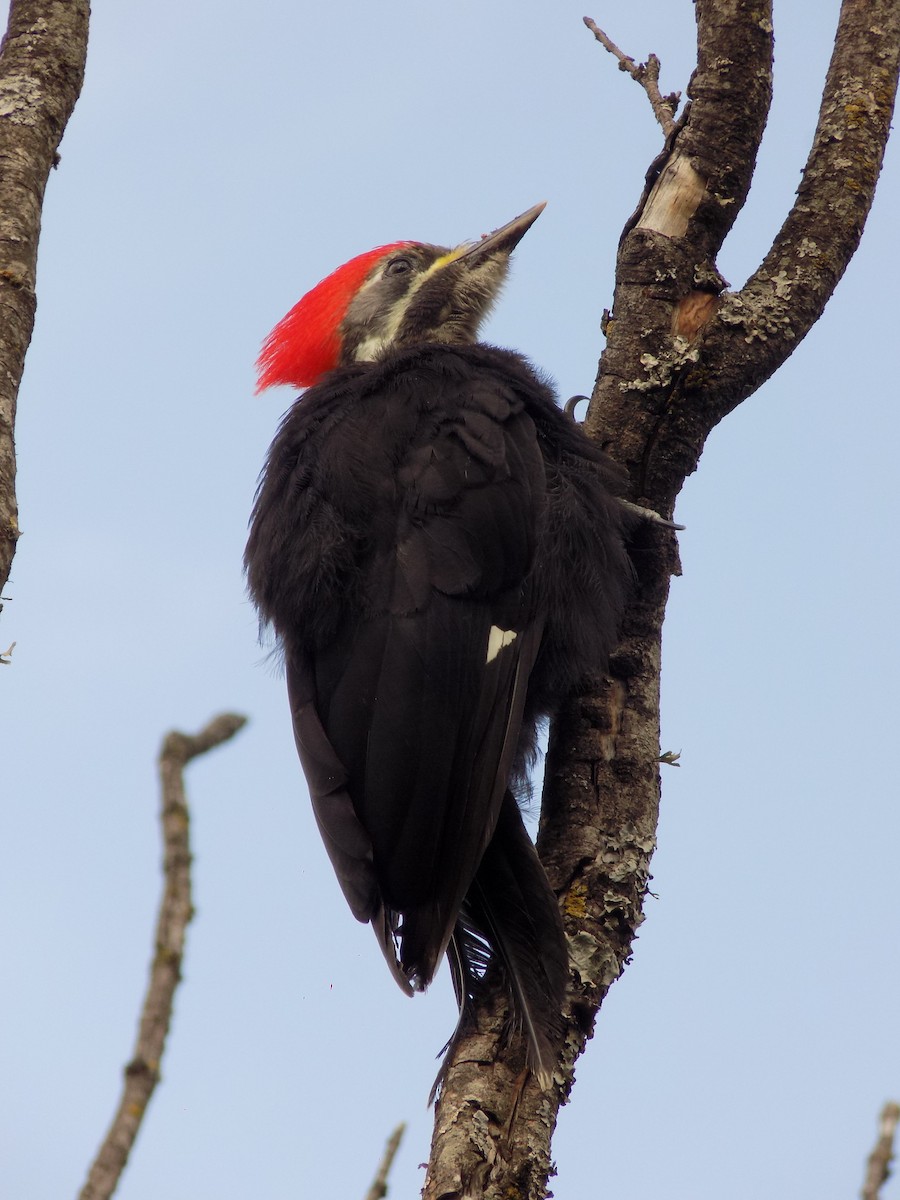 Black-bodied Woodpecker - ML283629681