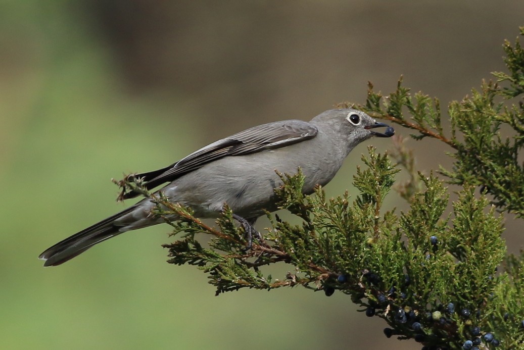 Townsend's Solitaire - Henggang Cui