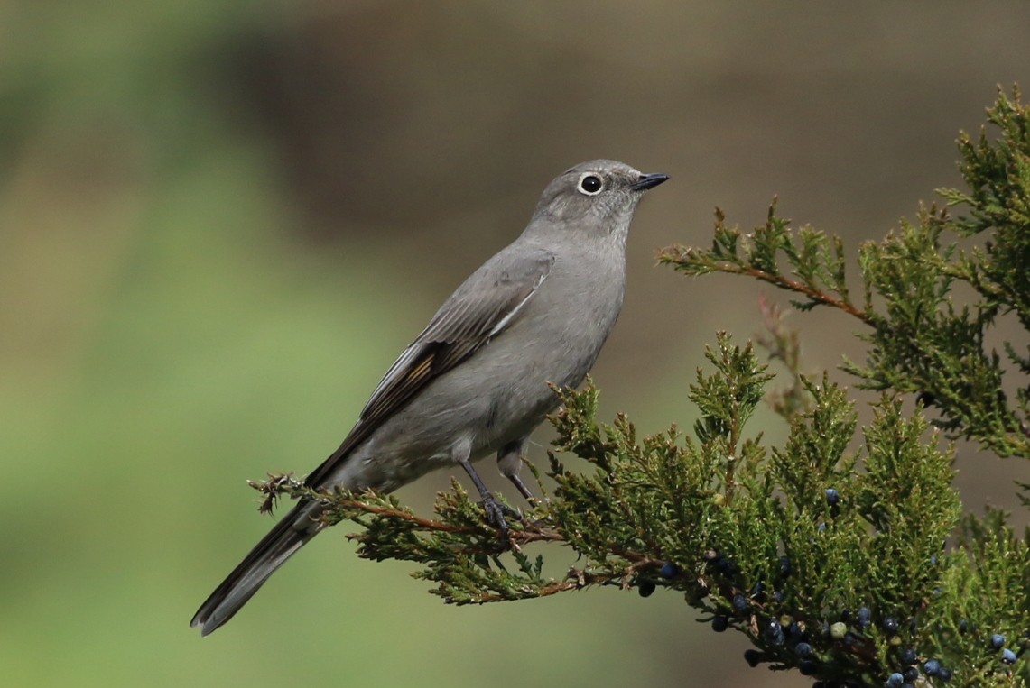 Townsend's Solitaire - ML283630311